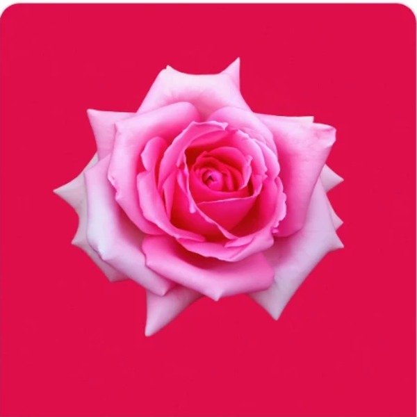 Pink rose post