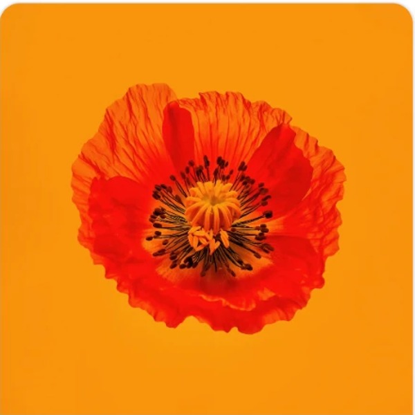 Orange poppy post