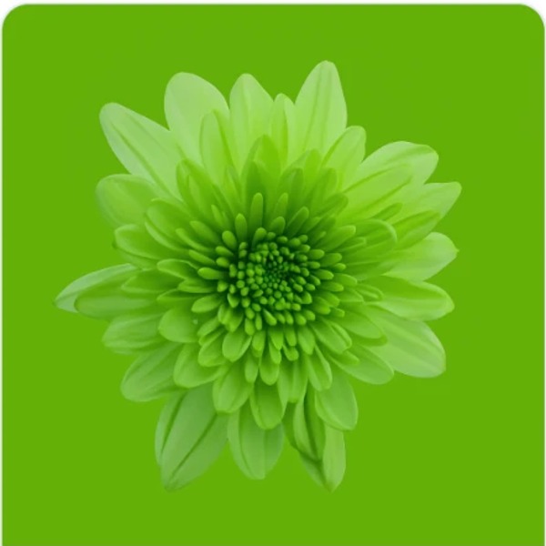 Green chrysanthemum post