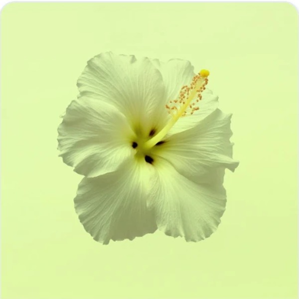Pale hibiscus post
